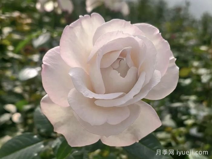 云南培育的月季，为什么火遍海内外？(图1)