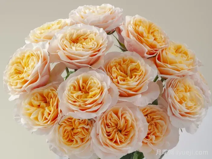 国王十字站月季Kings Cross(图1)