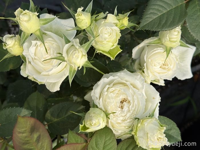 寒江雪月季(图3)