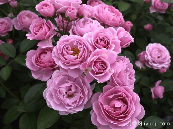 海洋之心月季/诺蒂卡/娜乌提卡Nautica(图2)