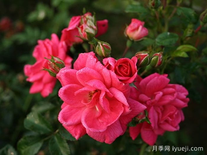 寒地玫瑰月季(图1)