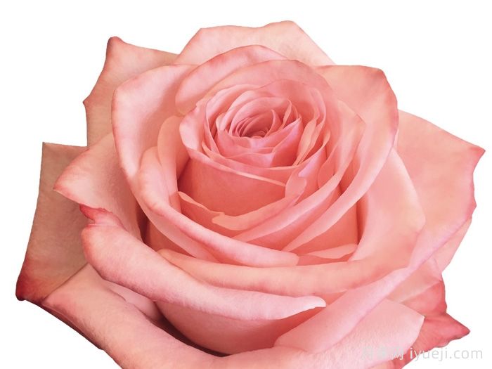 哈瓦那月季Havana(图1)