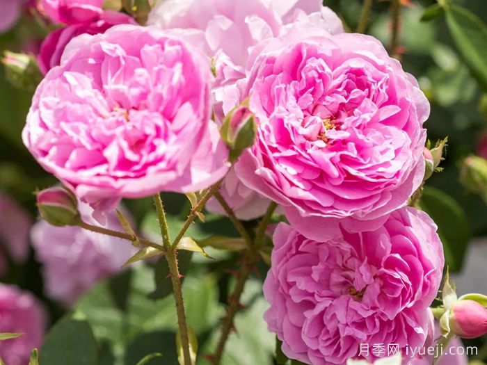 哈洛卡尔月季/哈罗卡尔Harlow Carr(图3)