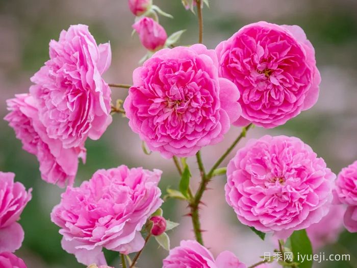 哈洛卡尔月季/哈罗卡尔Harlow Carr(图1)