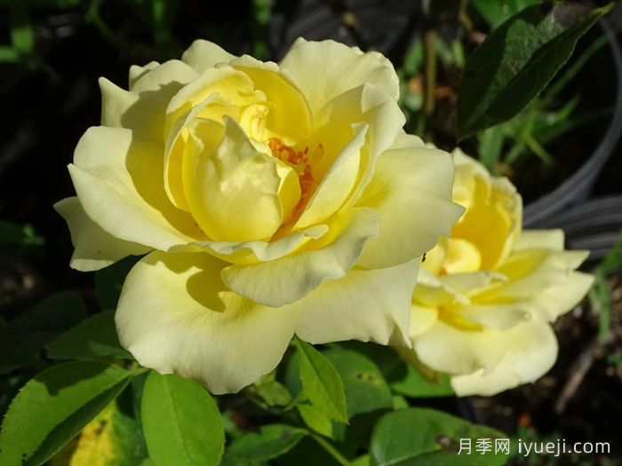 赫尔穆特施密特月季Helmut Schmidt(图1)