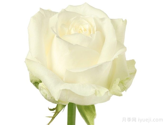 荷兰小姐月季/霍兰德小姐Miss Holland(图1)