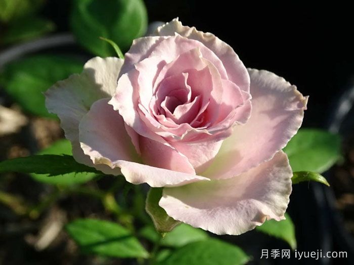 荷兰老人月季/老荷兰Old Dutch(图1)