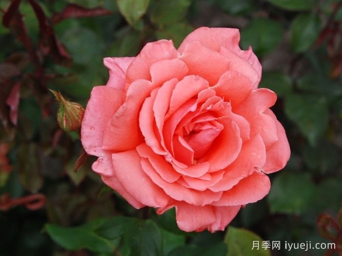 和声月季/和谐/管弦乐队Harmonie(图1)