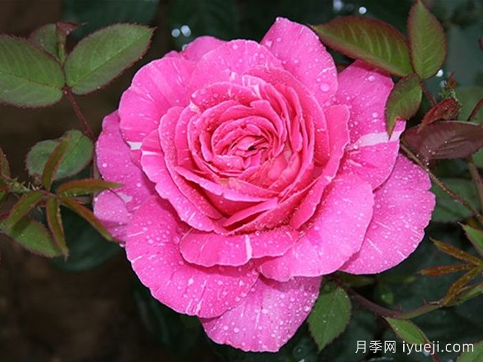 和平之光月季(图1)