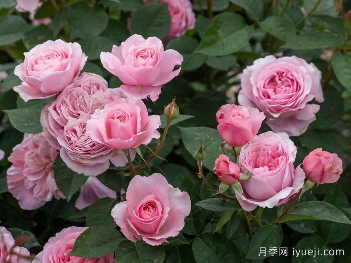 和娇月季(图5)