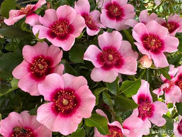 喝彩巴比伦眼睛月季/布拉沃巴比伦眼睛Bravo Babylon Eyes(图3)