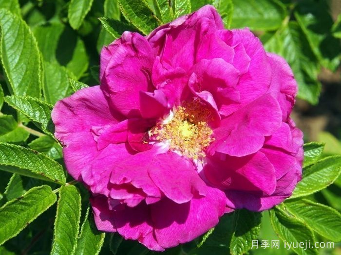 汉莎玫瑰Hansa(图2)