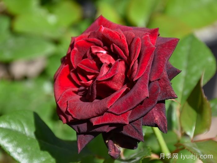 黑巴克月季Black Baccara(图1)