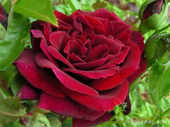 黑夫人月季Black Lady(图1)