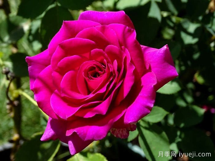 黑莓月季Blackberry Nip(图2)