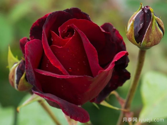 黑美人月季Black Beauty(大花)(图1)