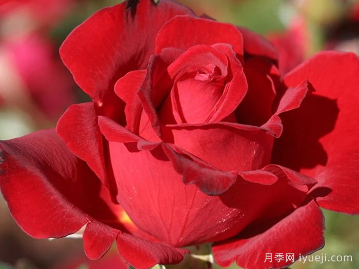 黑美人月季Black Beauty(大花)(图3)