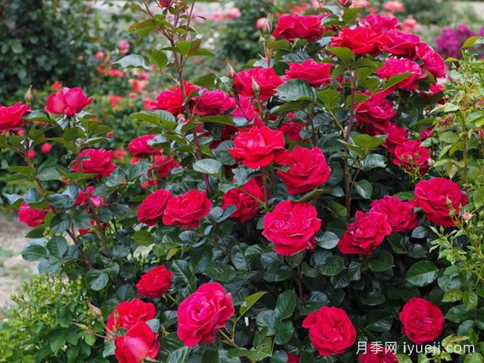 红宝石红月季/夏季桑格利亚Ruby Red(图2)