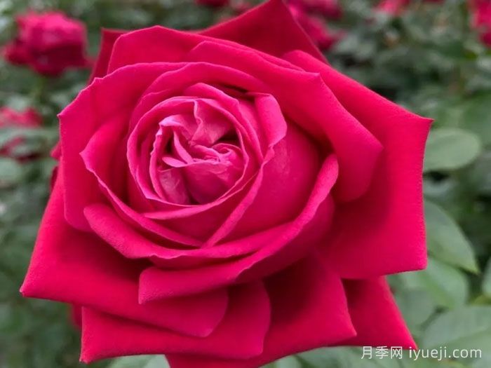 红宝石之吻月季/吸血鬼之吻Ruby Kiss(图2)