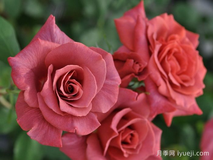 红茶月季/黑茶月季Black Tea(图2)