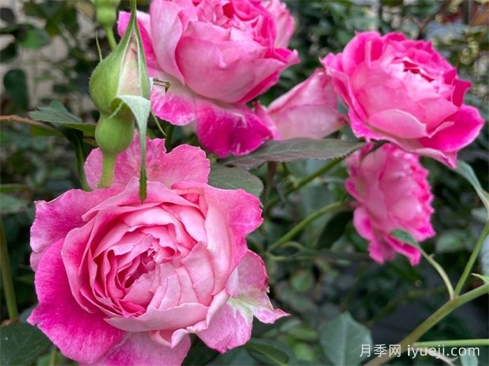 红罗女月季(图2)