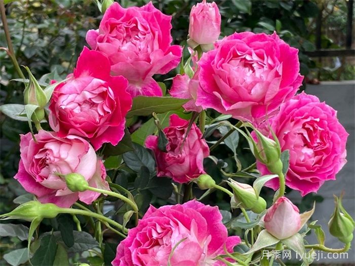 红罗女月季(图3)