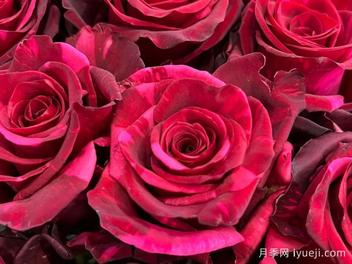 红色豹子月季/红豹子Red Panther(图1)