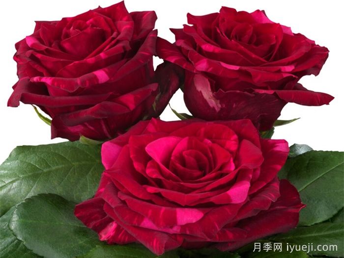 红色豹子月季/红豹子Red Panther(图2)