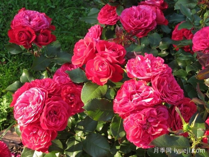 红色玫兰之爱月季/红色蒙娜丽莎/红爱玫Red Meilove(图2)