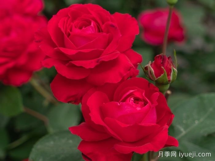 红石榴月季(图1)