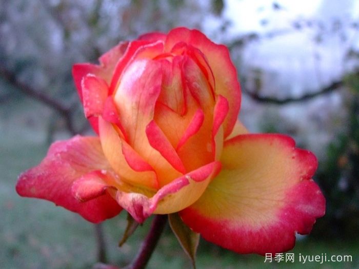 花魂月季/骑士精神月季Chivalry(图2)