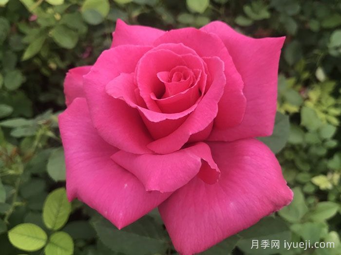 花木兰月季(图1)