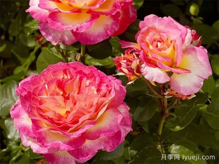 花蝴蝶月季/华丽丽月季Gorgeous(图4)