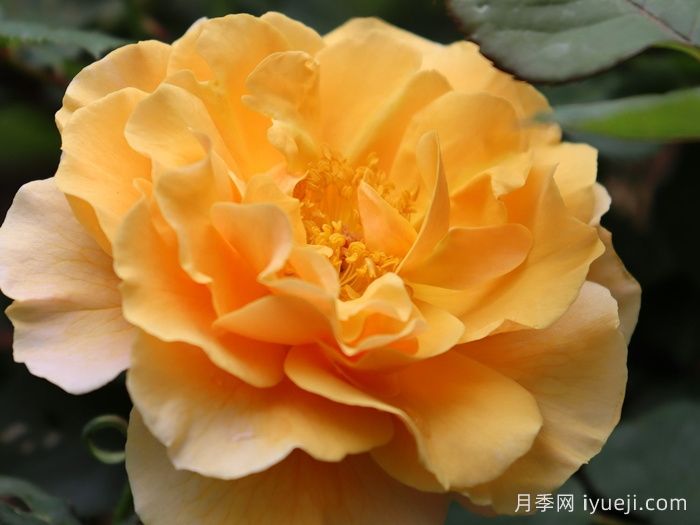 琥珀崛起月季/安伯尼斯崛起Rise up Amberness(图1)