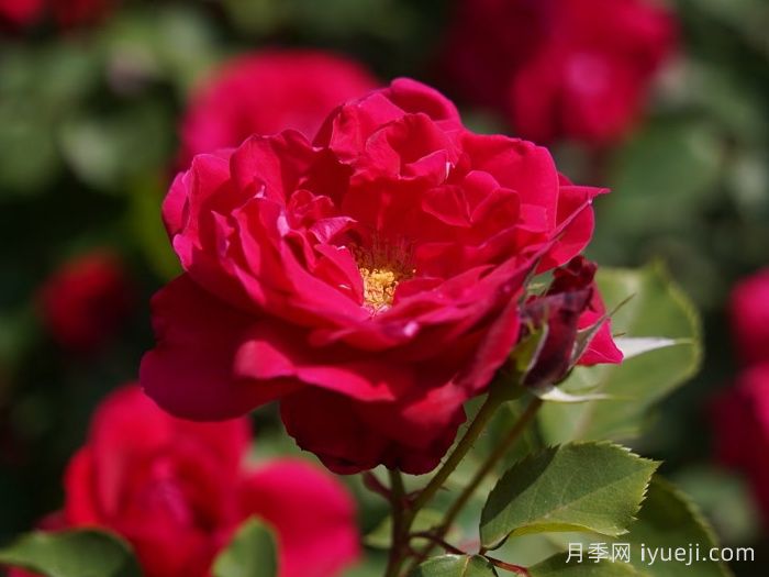 红五月月季(图1)