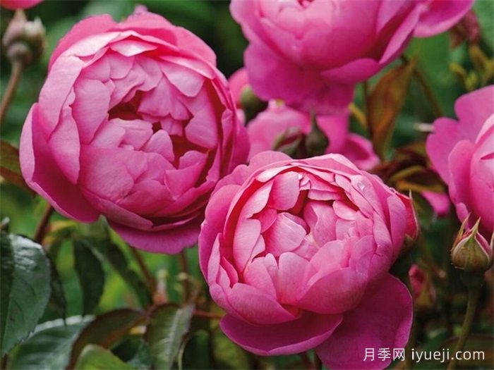 皇家庆典月季/皇家禧年/王室庆典Royal Jubilee(图1)