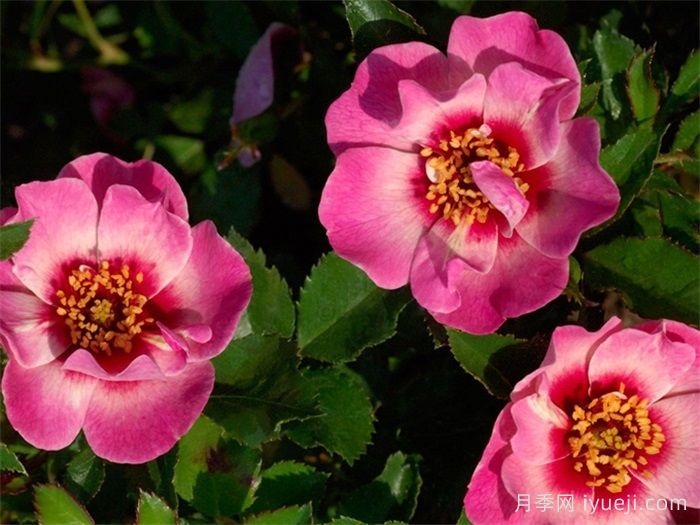 皇后巴比伦眼睛月季/女王巴比伦眼睛Queen Babylon Eyes(图4)