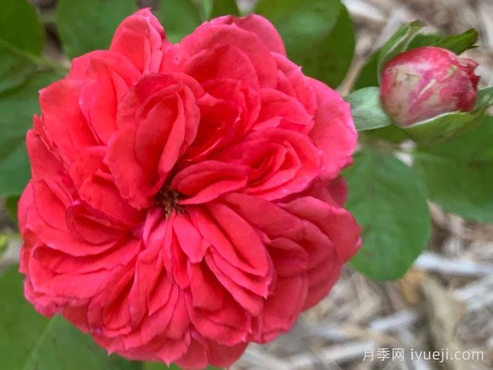 皇冠宝石月季/皇冠珠宝Crown Jewel(图1)