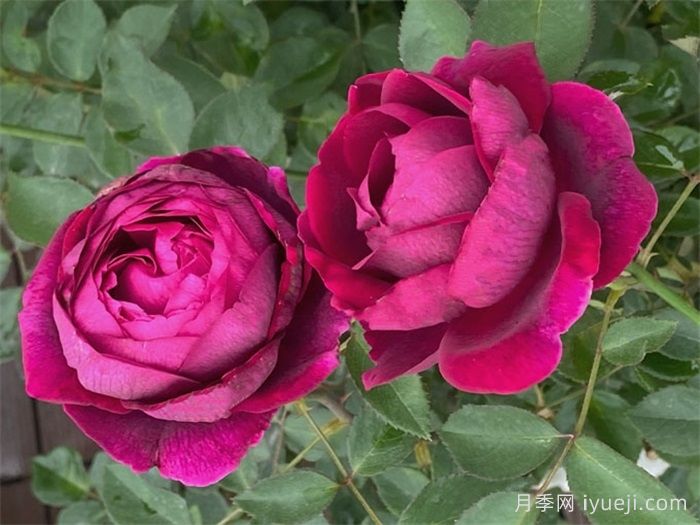 皇宫月季Royale(图2)