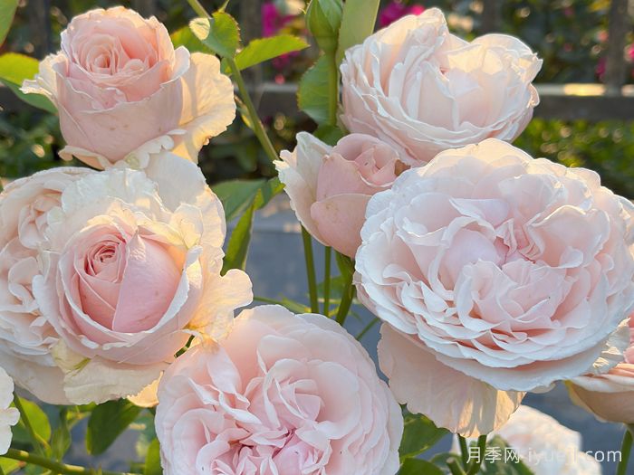 环佩月季(图4)