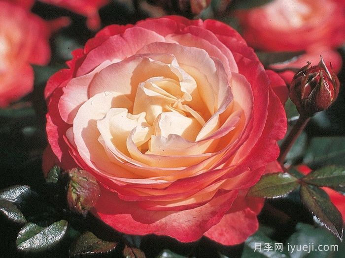 怀旧乡愁月季/思乡月季Nostalgie(图1)