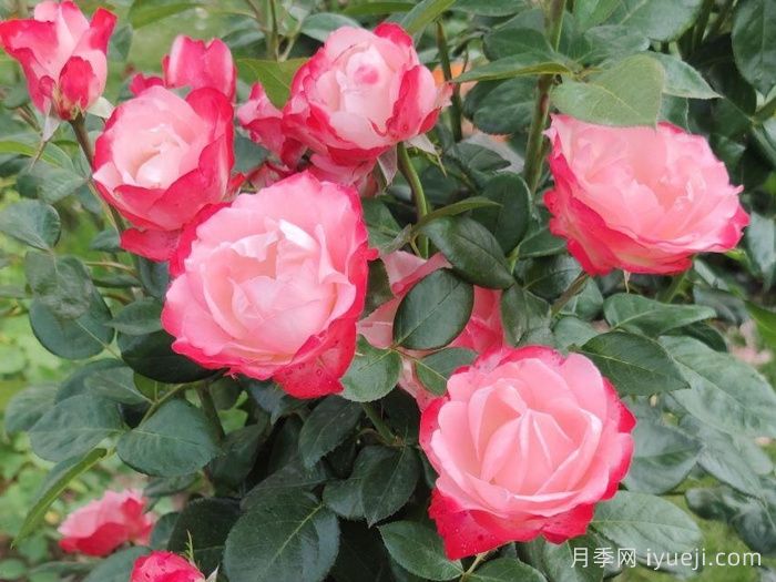 怀旧乡愁月季/思乡月季Nostalgie(图2)