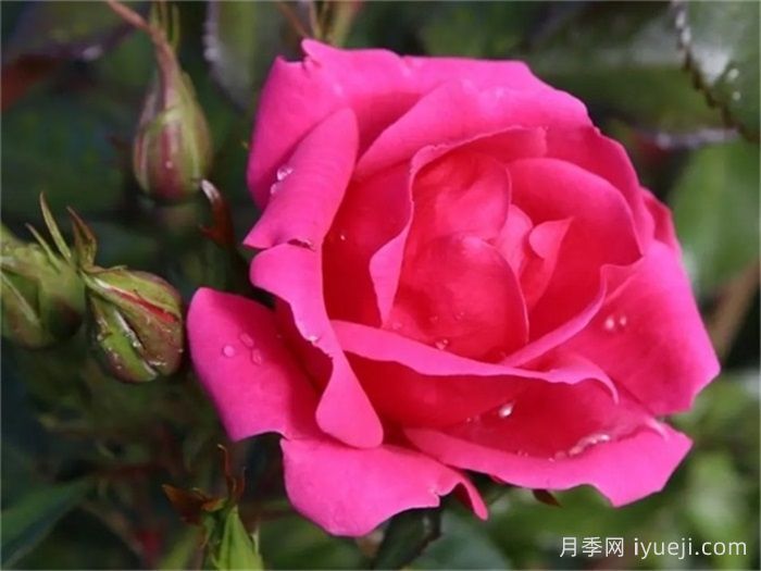 花园朋友月季/花园之友/彩色火烈鸟Gartenfreund(图1)