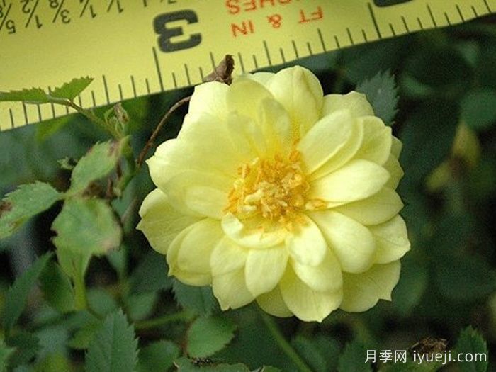 黄金姬月季/黄金雅/金币Gold Coin(图2)