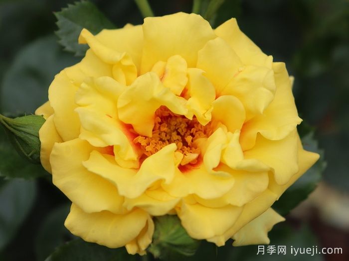 黄金眼睛月季/金眼睛月季Golden Eye(图1)