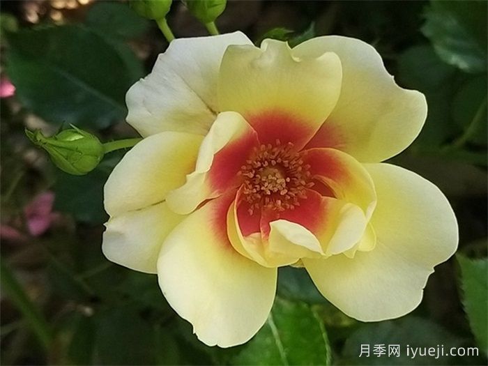 辉煌巴比伦眼睛月季/黄色甜蜜斑点Glorious Babylon Eyes(图1)