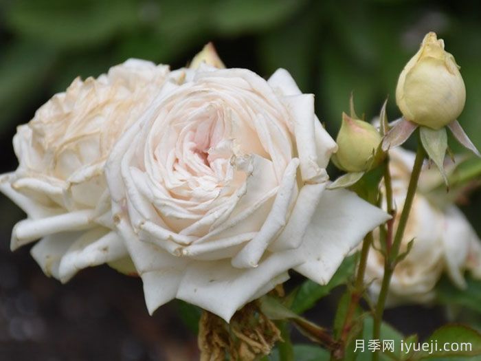 茴香酒夫人月季/拉瓦莱尔夫人/宏伟芬芳Madame Anisette(图4)