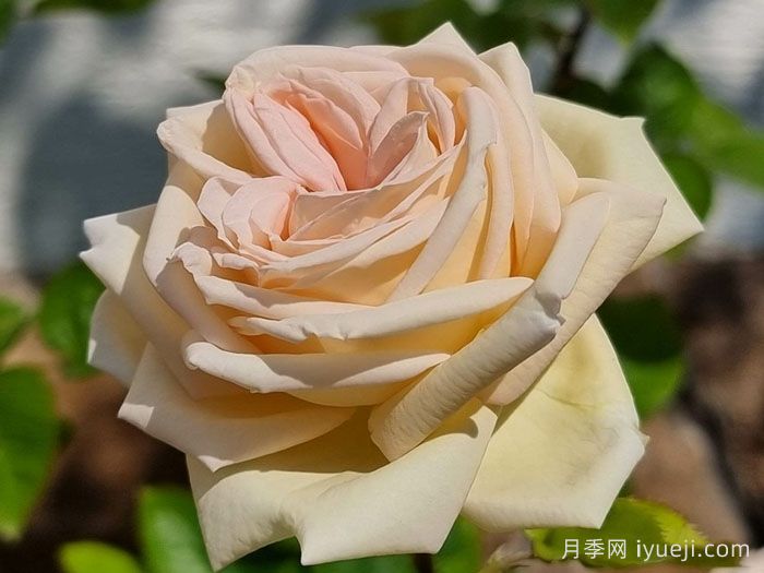 茴香酒夫人月季/拉瓦莱尔夫人/宏伟芬芳Madame Anisette(图6)