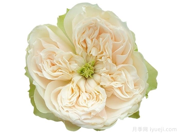 惠特比修道院月季Whitby Abbey(图2)