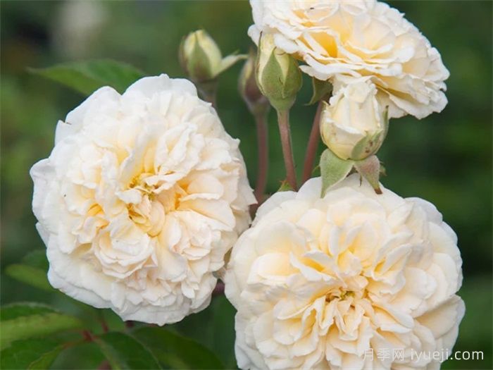 婚礼花环月季Wedding Garland(图1)